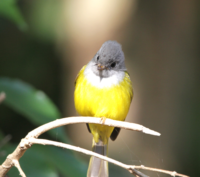 Bird Watching tour in Nepal